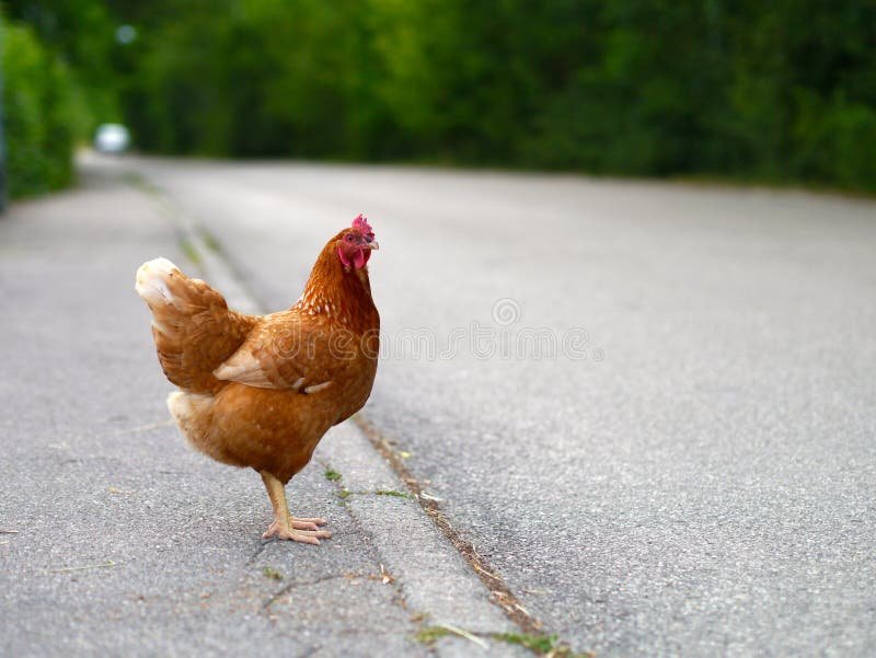 Image: Descubre el Misterio de la Carretera del Pollo en España en Línea Gratis